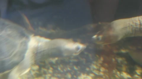 Turtles biting each other Stock Footage 7763226