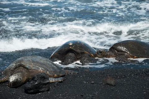 Turtles on black sand beach Stock Photos