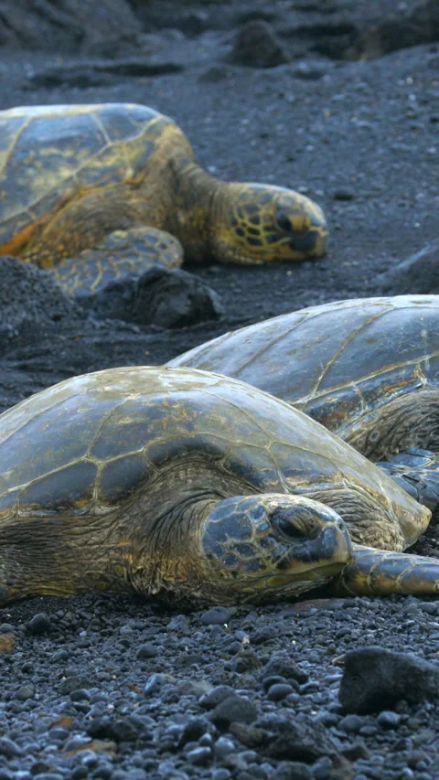 Turtles on the black sand Stock Footage 293157724
