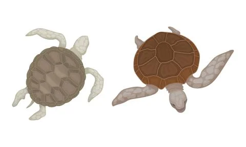 Turtles with Bony Shell as Fresh-water Testudine with Fins Vector Set Stock Illustration