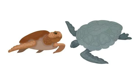 Turtles with Bony Shell as Fresh-water Testudine with Fins Vector Set イラスト素材