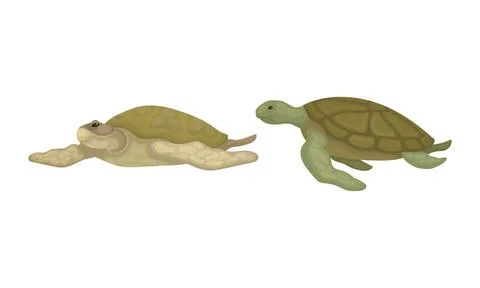 Turtles with Bony Shell as Fresh-water Testudine with Fins Vector Set Stock Illustration