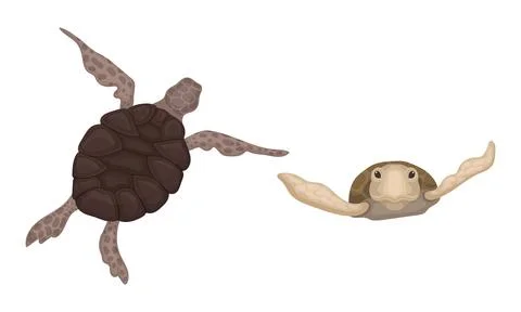 Turtles with Bony Shell as Fresh-water Testudine with Fins Vector Set Stock Illustration