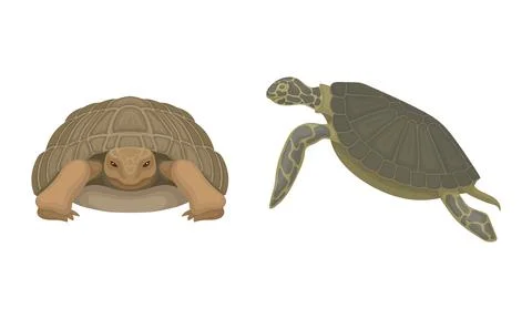 Turtles with Bony Shell as Land-dwelling and Sea-dwelling Specie Vector Set Stock Illustration