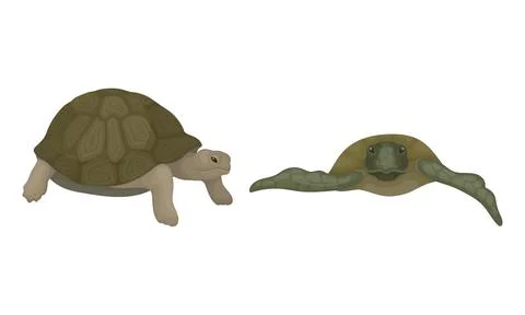 Turtles with Bony Shell as Land-dwelling and Sea-dwelling Specie Vector Set Stock Illustration