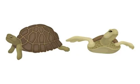 Turtles with Bony Shell as Land-dwelling and Sea-dwelling Specie Vector Set Stock Illustration
