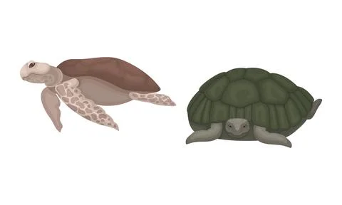 Turtles with Bony Shell as Land-dwelling and Sea-dwelling Specie Vector Set Stock Illustration