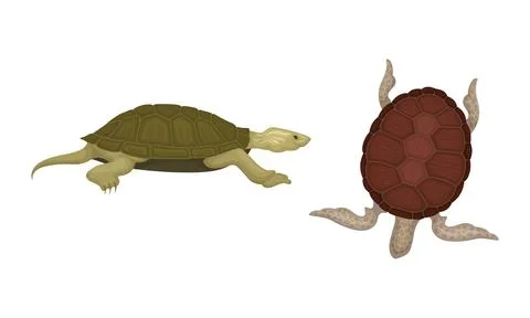 Turtles with Bony Shell as Land-dwelling and Sea-dwelling Specie Vector Set Stock Illustration