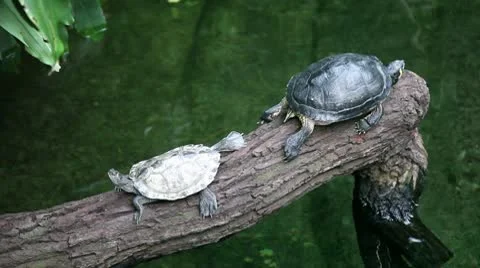 Turtles on a branch over water Stock Footage 8946909