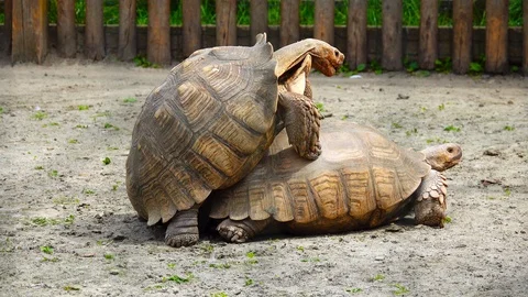 Turtles breed in the zoo. Video stock 118058847