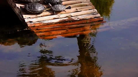 Turtles on bridge &amp; Lake Stock Footage 35866032