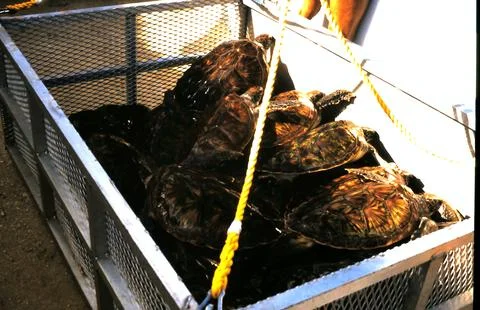 Turtles in cage Stock Photos