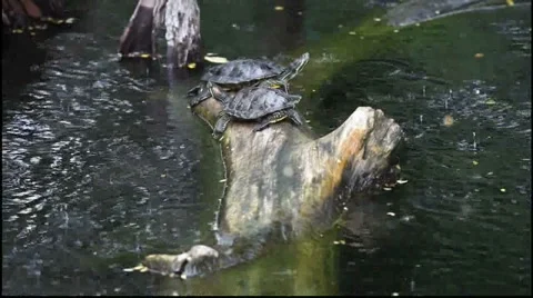 Turtles caught in rain. Stock Footage 917957
