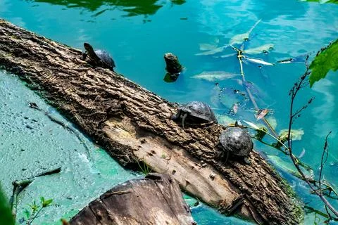 Turtles climb the trunk of a tree that has fallen into the lake Stock Photos