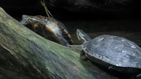 Turtles climbing on tree trunk protruded from pond and basking in sun Stock Footage 93528756