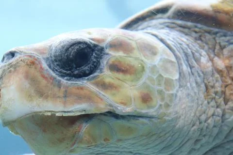 Turtle’s closeup 스톡 사진