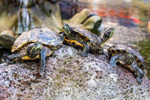 Turtles Come Looking For Food Foto stock