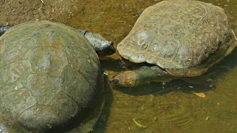 Turtles confrontation on a muddy riverbank. Stock Footage 342190629