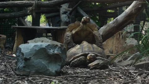 Turtles copulate Видео 160040204