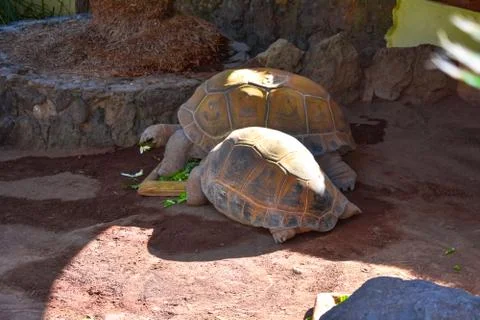 TURTLES COUPLE Stock Photos
