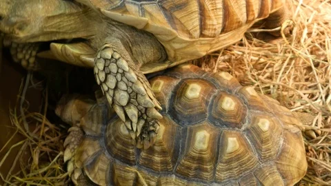 Turtles is crawling Stock-Footage 106193063