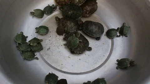 Turtles crawling in pots Stock Footage 72972986