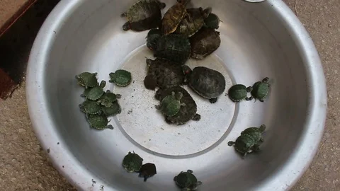 Turtles crawling in pots Stock Footage 72973051