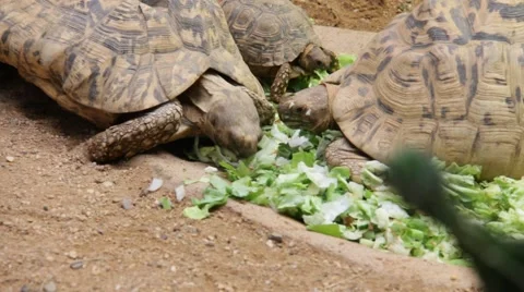 Turtles  dinner in zoo Stock-Footage 41584427