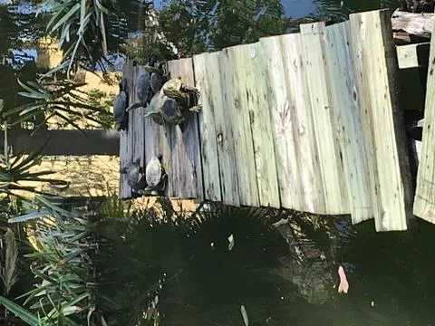 Turtles On A Dock Stock Photos
