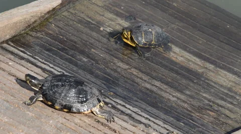Turtles on the docks Vídeo Stock 48171010