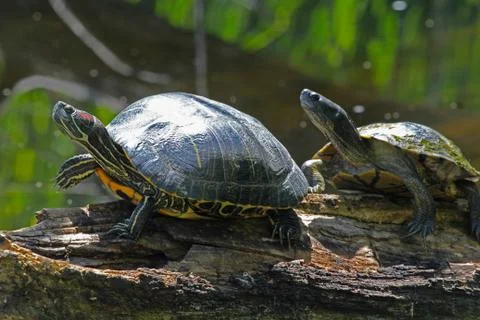 Turtles duo Stock Photos