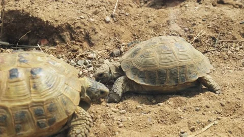 Turtles eat close-up. turtle feeding Stock Footage 206130045