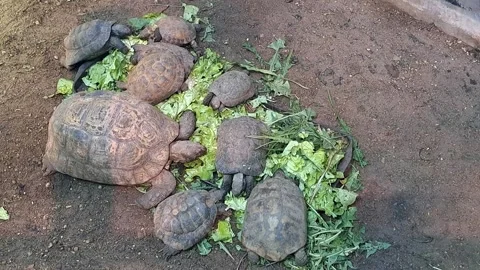 Turtles Eating Cabbage Footage Video stock 253558797