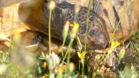 Turtles eating grass on bright sunlight Stock Footage 129552491