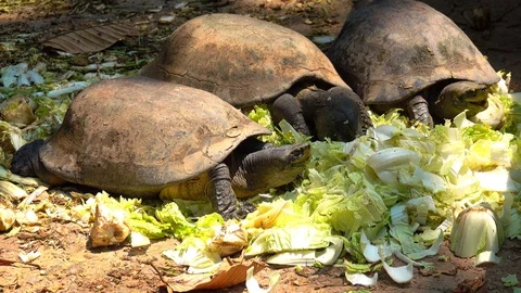 Turtles eating vegetable on nature Stock Footage 106658651