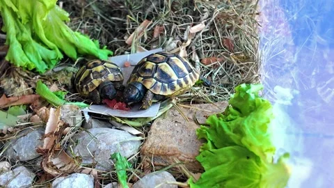 Turtles eating watermelon (time lapse) Stock Footage 278663530