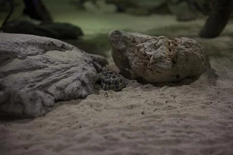 Turtles in an enclosure Stock Photos