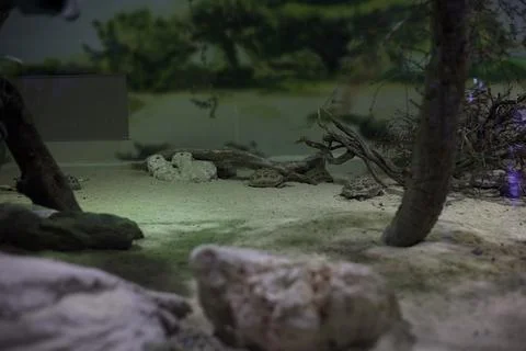 Turtles in an enclosure Stock Photos