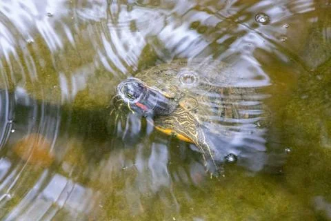 Turtles exhibit in water at Reptile Garden Tortuga Falls Rapid City South Dakota Stock Photos
