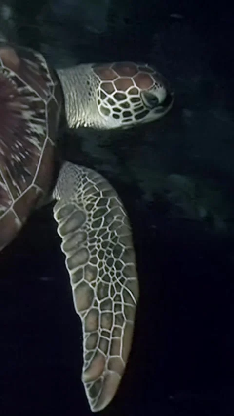 Turtle's eye view of Philippines underwater world at dusk Vídeos de archivo 312490976