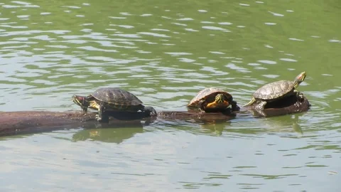 Turtles falling off and climbing on a floating branch Stock Footage