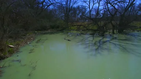 Turtles Falling Off A Log  Stockbeeldmateriaal 172322658