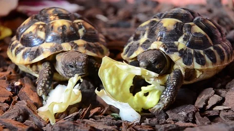 Turtles feeding lettuce Stock Footage 124291024