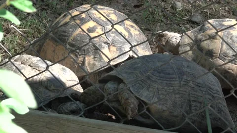 Turtles Fighting For The Territory 스톡 동영상 167101158
