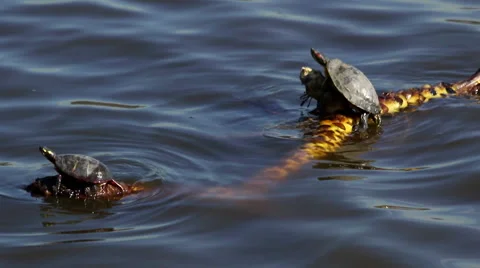 Turtles Floating on a Branch Closeup Stock Footage 61335521