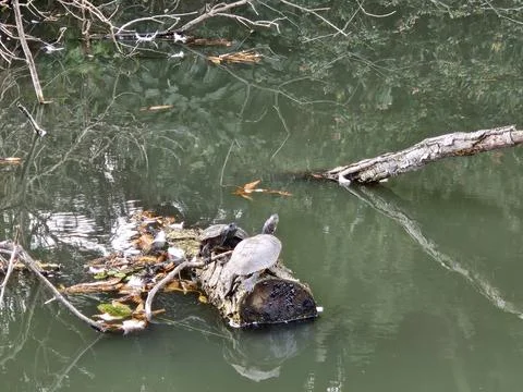 Turtles on floating tree trunks seen in the pond palace of fine arts Stock Photos