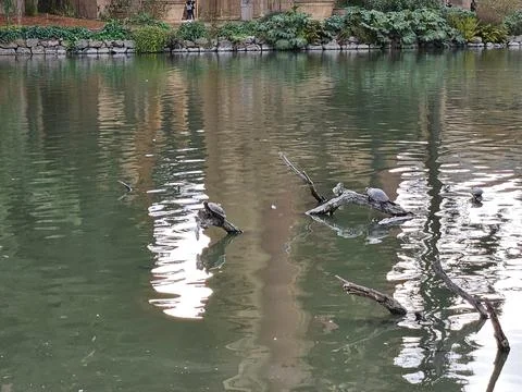 Turtles on floating tree trunks seen in the pond in the palace of fine arts Stock Photos