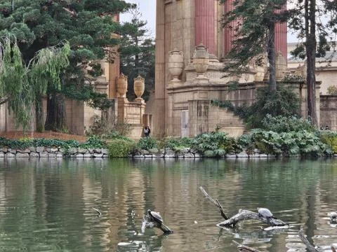 Turtles on floating tree trunks seen in the pond in palace of fine arts Stock Photos