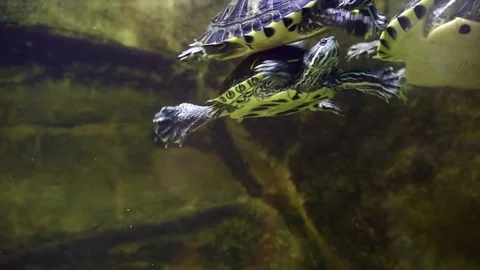 The turtles floats in water Stock Footage 79479705