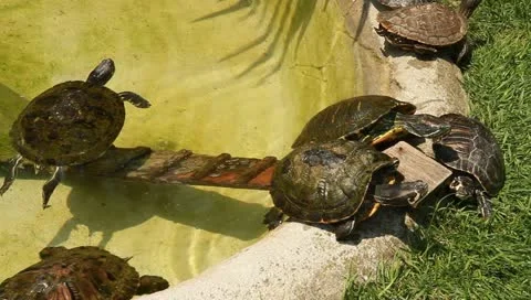 Turtles Stock Footage 10841968